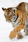 Siberian tiger