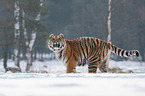 Siberian tiger