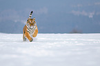 Siberian tiger walks through the snow