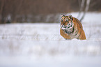 Siberian tiger walks through the snow