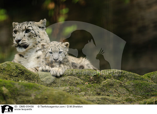 snow leopards / DMS-05458