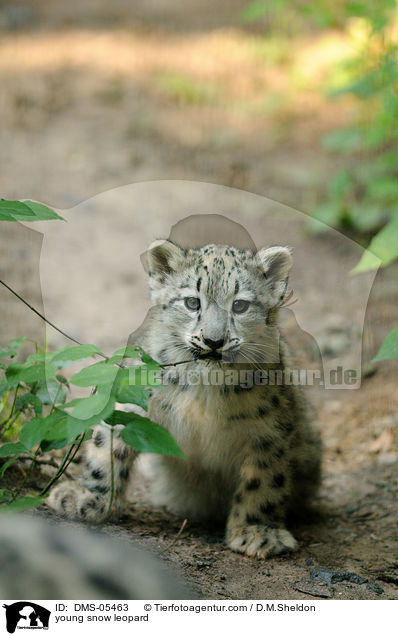 young snow leopard / DMS-05463