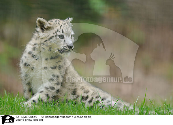 young snow leopard / DMS-05559