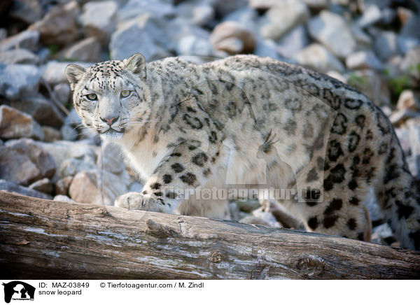 snow leopard / MAZ-03849