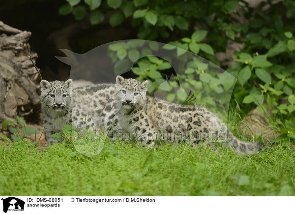 snow leopards / DMS-08051