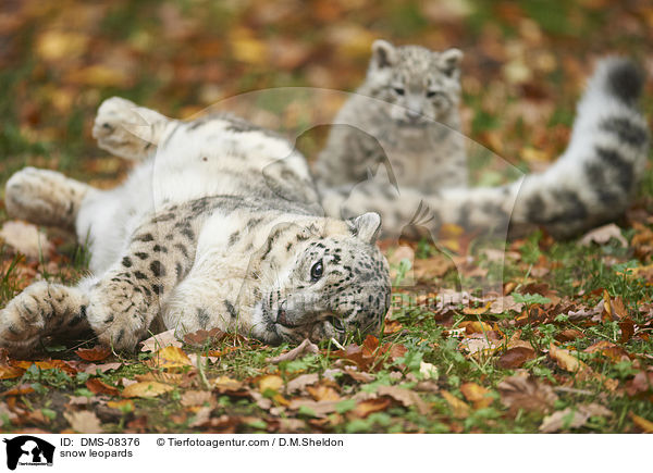 snow leopards / DMS-08376
