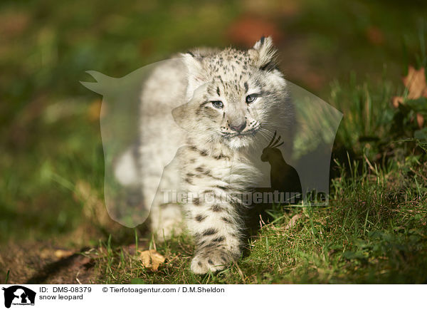 snow leopard / DMS-08379