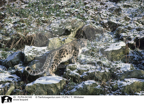 snow leopard / FLPA-04146