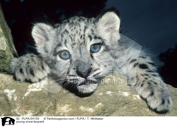 junger Schneeleopard / young snow leopard / FLPA-04150