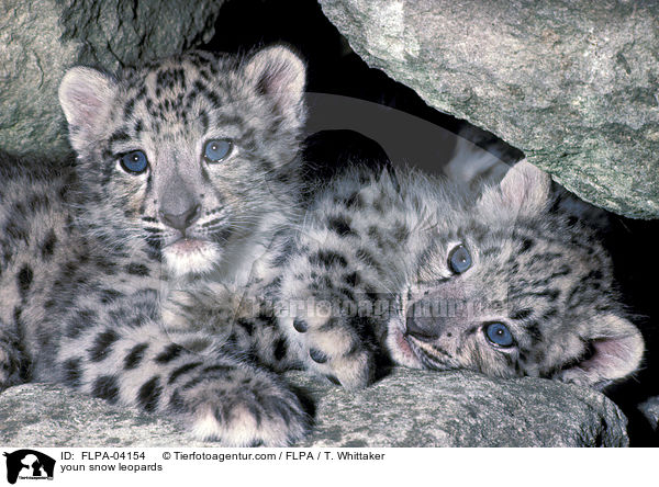 junge Schneeleoparden / youn snow leopards / FLPA-04154