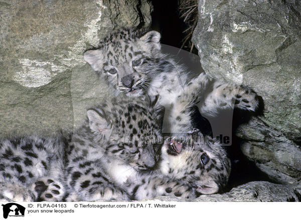 junge Schneeleoparden / youn snow leopards / FLPA-04163