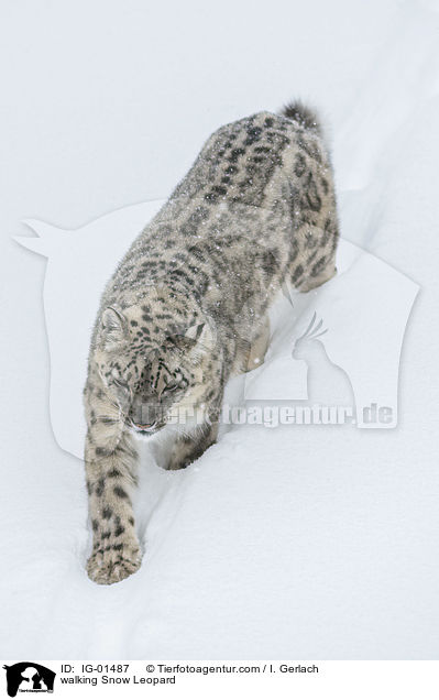 laufender Schneeleopard / walking Snow Leopard / IG-01487