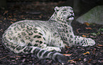 lying snow leopard