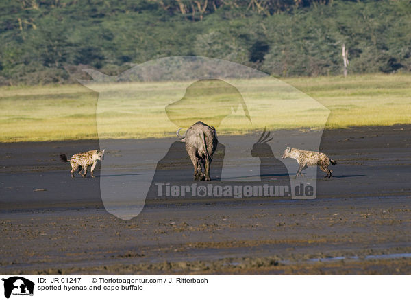 spotted hyenas and cape buffalo / JR-01247