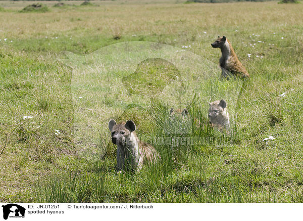 spotted hyenas / JR-01251