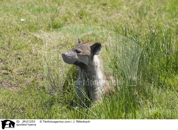 spotted hyena / JR-01253