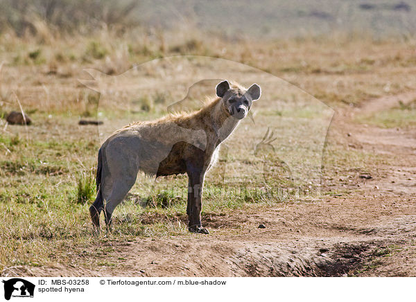 spotted hyena / MBS-03258