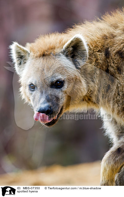spotted hyena / MBS-07350