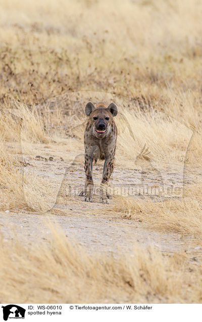 spotted hyena / WS-06010