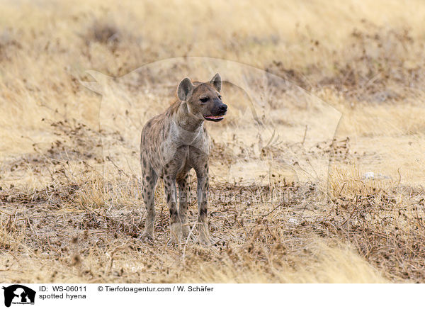 spotted hyena / WS-06011