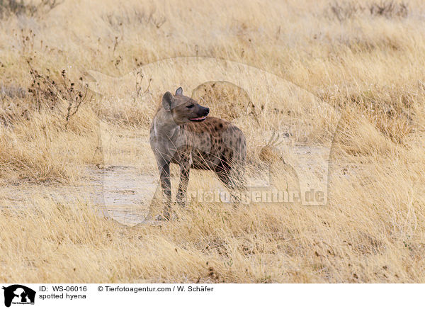spotted hyena / WS-06016