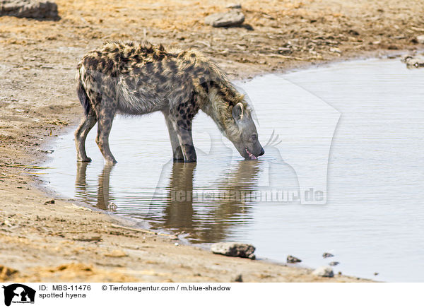 spotted hyena / MBS-11476