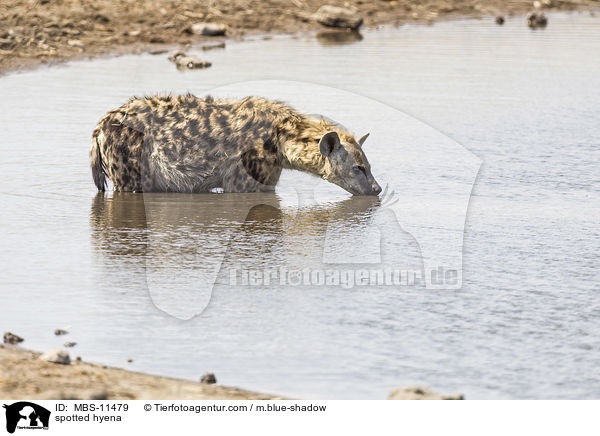 spotted hyena / MBS-11479