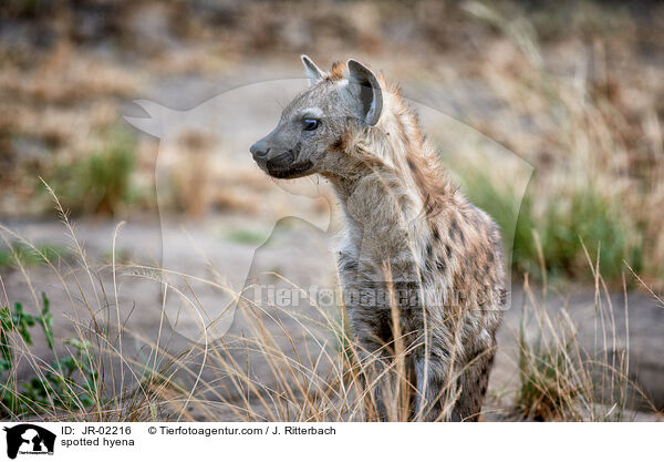spotted hyena / JR-02216