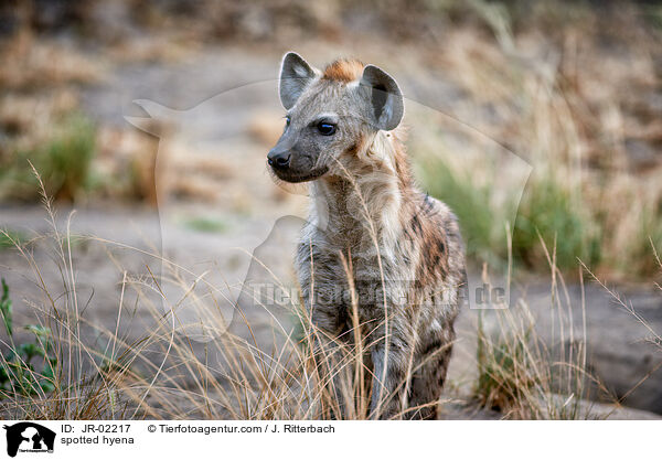 spotted hyena / JR-02217