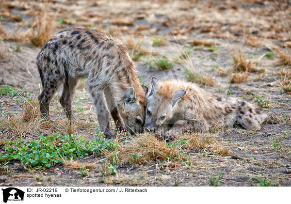 spotted hyenas / JR-02219