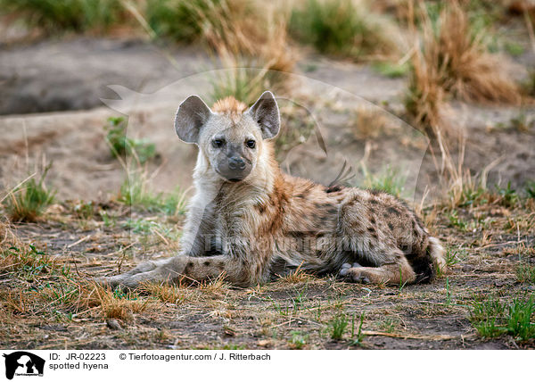 spotted hyena / JR-02223