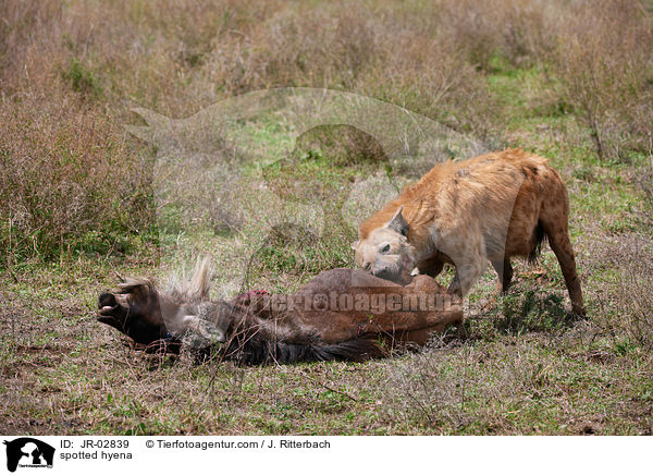 spotted hyena / JR-02839