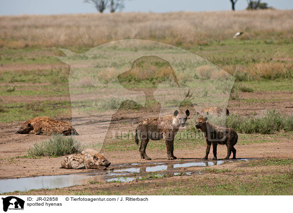 spotted hyenas / JR-02858