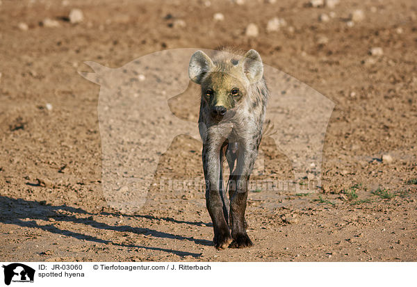 spotted hyena / JR-03060