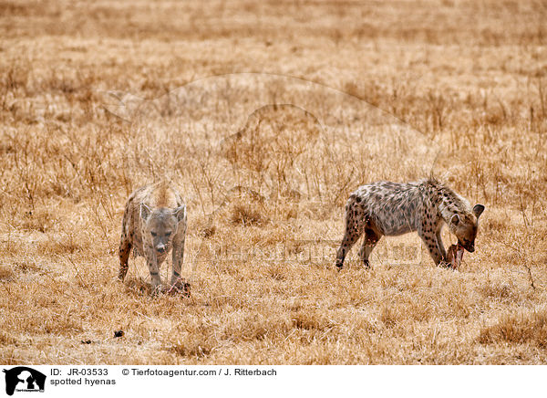 spotted hyenas / JR-03533