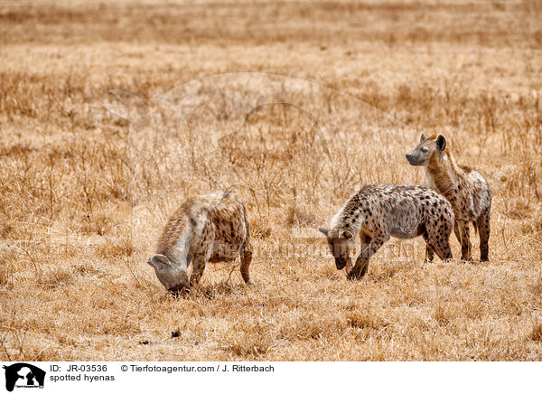 spotted hyenas / JR-03536