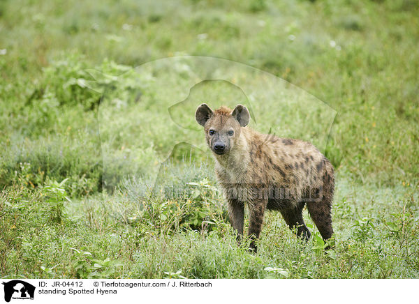 standing Spotted Hyena / JR-04412
