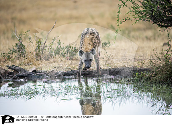 standing Spotted Hyena / MBS-20598