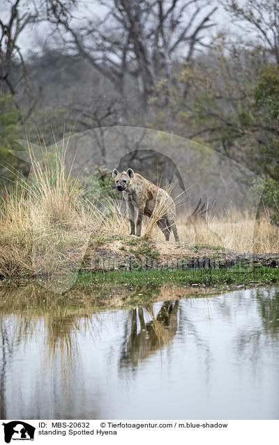 standing Spotted Hyena / MBS-20632