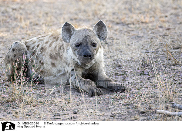 lying Spotted Hyena / MBS-20680