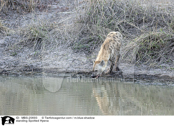 standing Spotted Hyena / MBS-20693