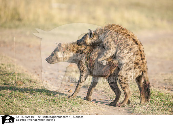 Spotted Hyenas when mating / IG-02646
