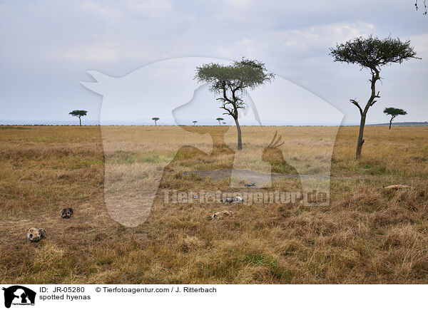 Tpfelhynen / spotted hyenas / JR-05280