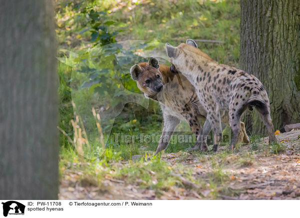 spotted hyenas / PW-11708