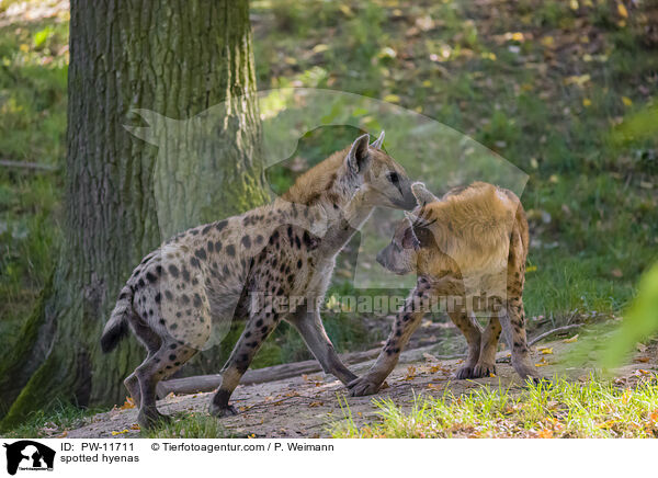 spotted hyenas / PW-11711