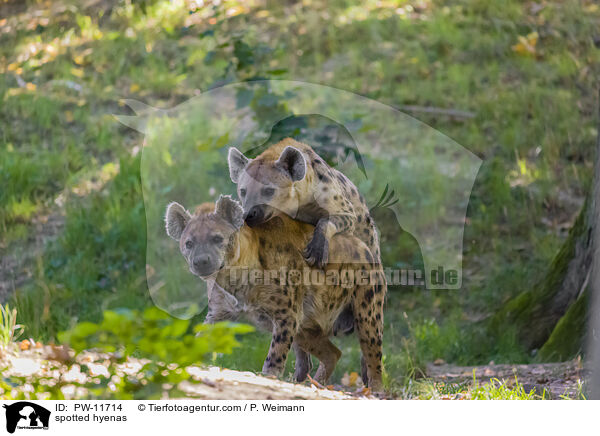 spotted hyenas / PW-11714