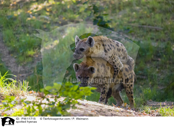 spotted hyenas / PW-11715