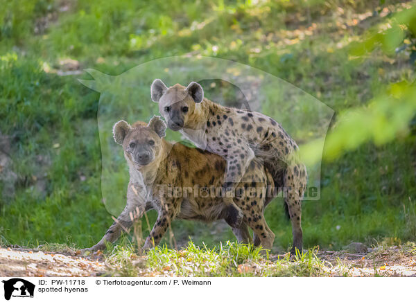 spotted hyenas / PW-11718