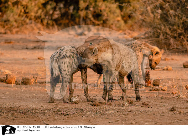 spotted hyenas / SVS-01210