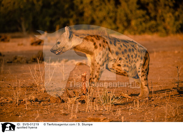 spotted hyena / SVS-01219